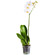 White Phalaenopsis orchid in a pot. South African Republic
